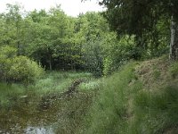 NL, Overijssel, Haaksbergen, Buurserzand, Harreveldschans 6, Saxifraga-Willem van Kruijsbergen